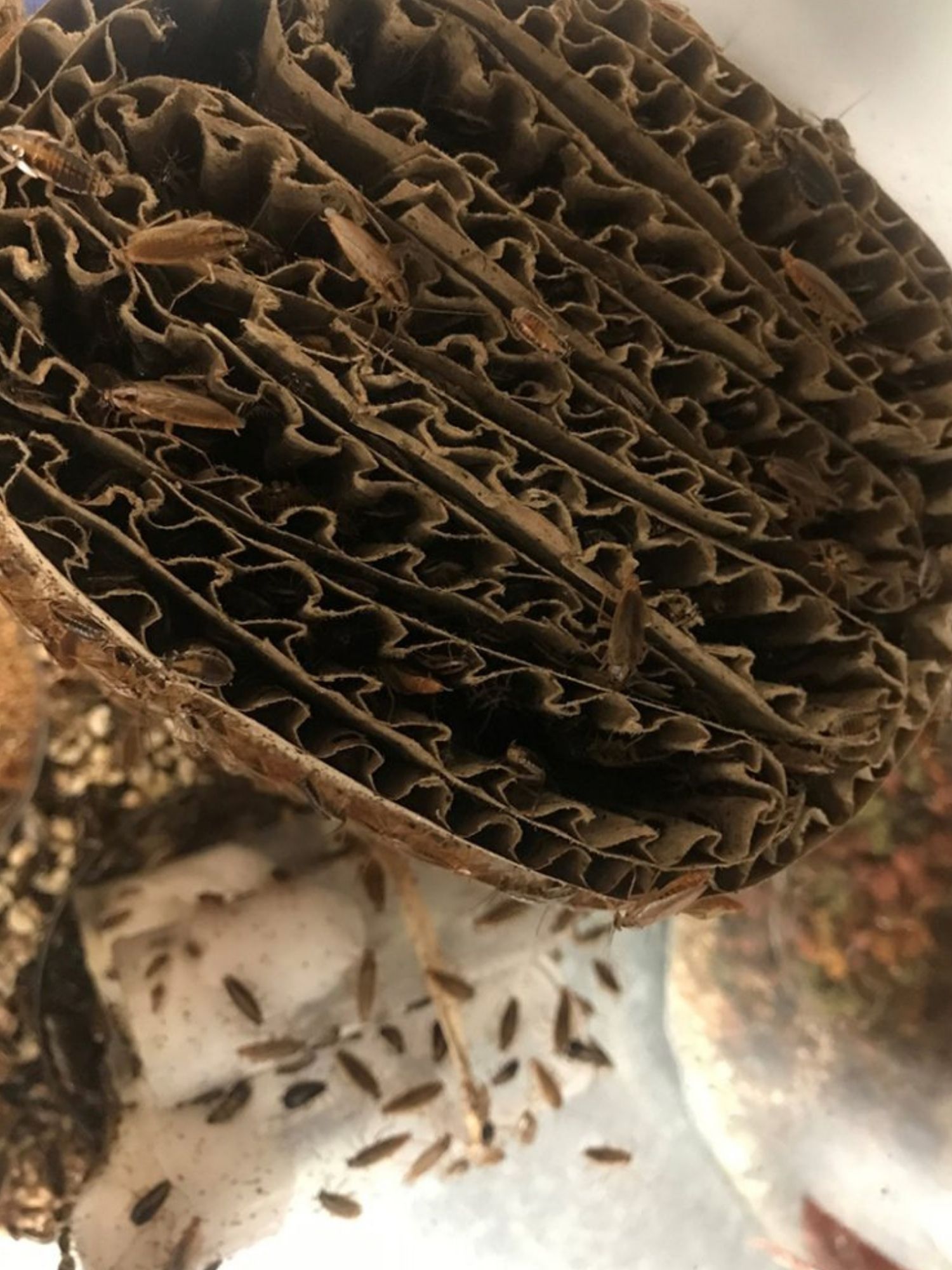 German cockroaches in Michael Scharf’s lab