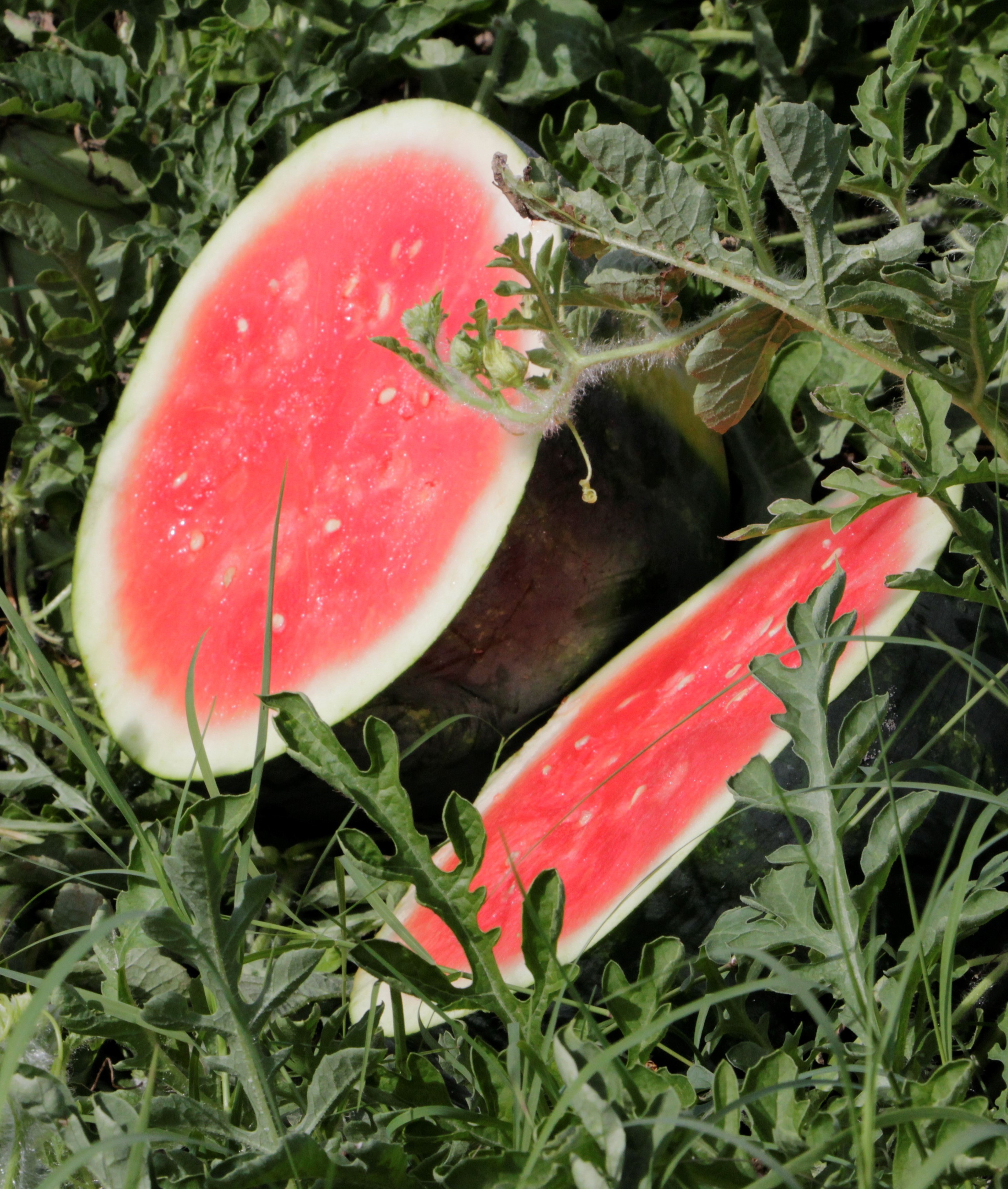 watermelon cut in half in field