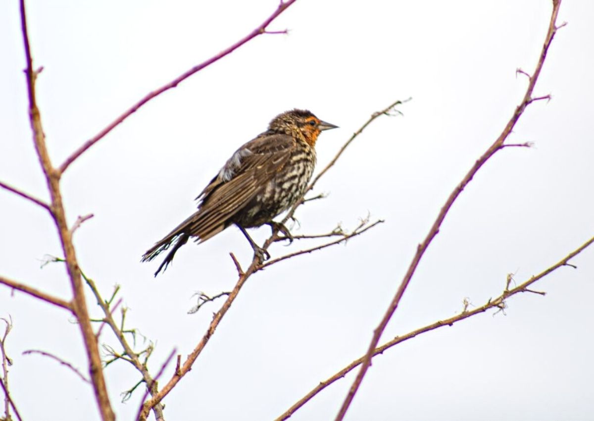 Stock bird at La Chua Trail