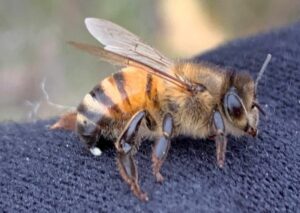 More 30 billion bees are needed to pollinate 18,000 square miles of almond orchards in California.