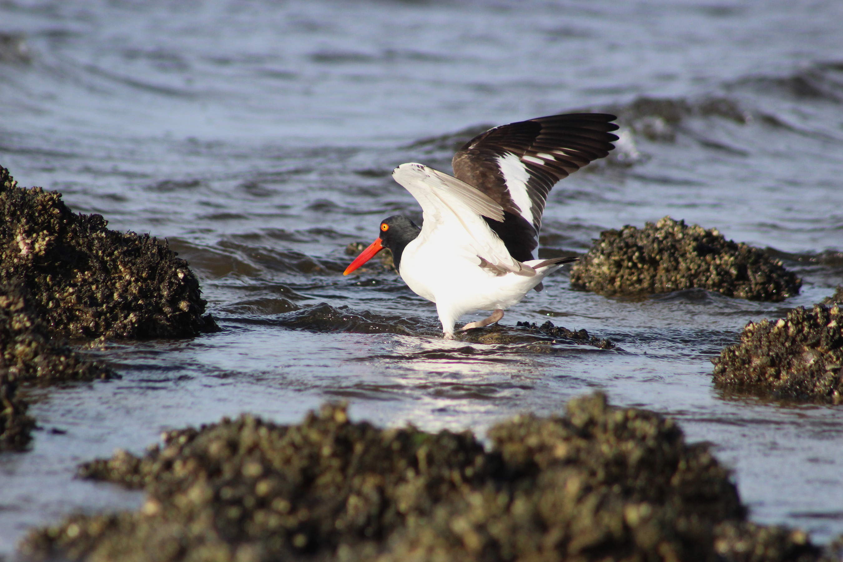 Oyster Reef Oyster Catcher