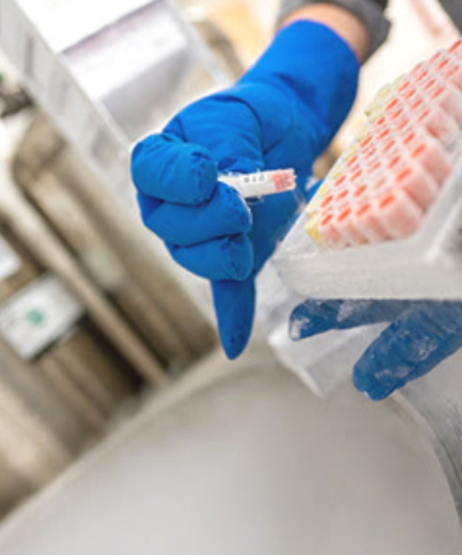 The cryopreserved tissue can be stored indefinitely in these tiny vials.