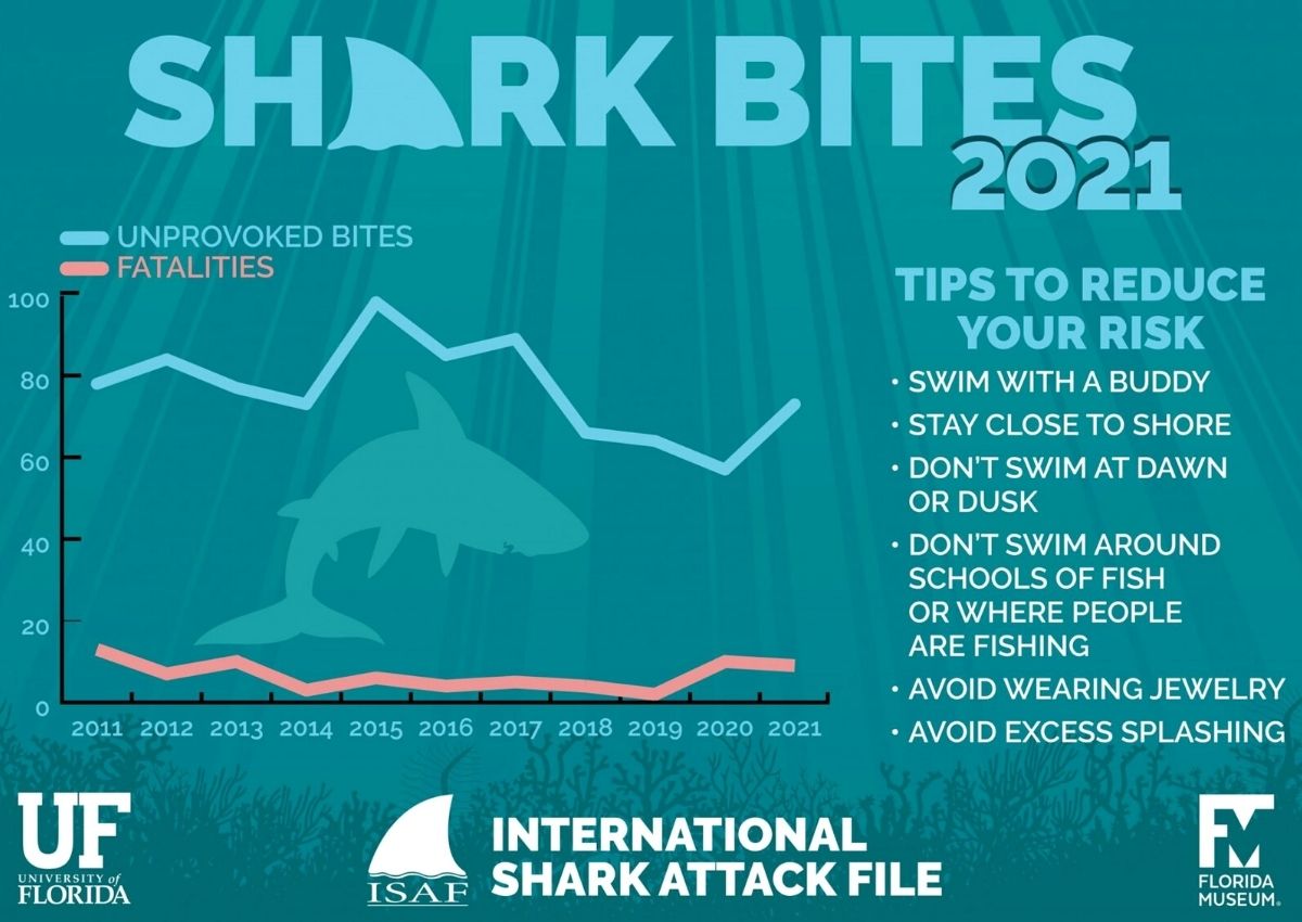 Shark bites 2021 tips to reduce your risk