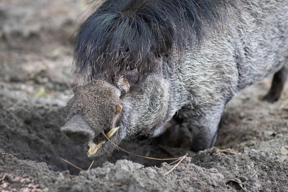 A warty pig at the Santa Fe College Teaching Zoo