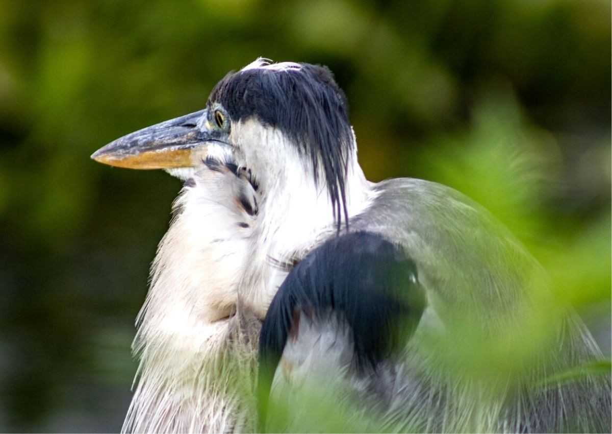 A Great Blue Heron at the La Chua Trail in Gainesville