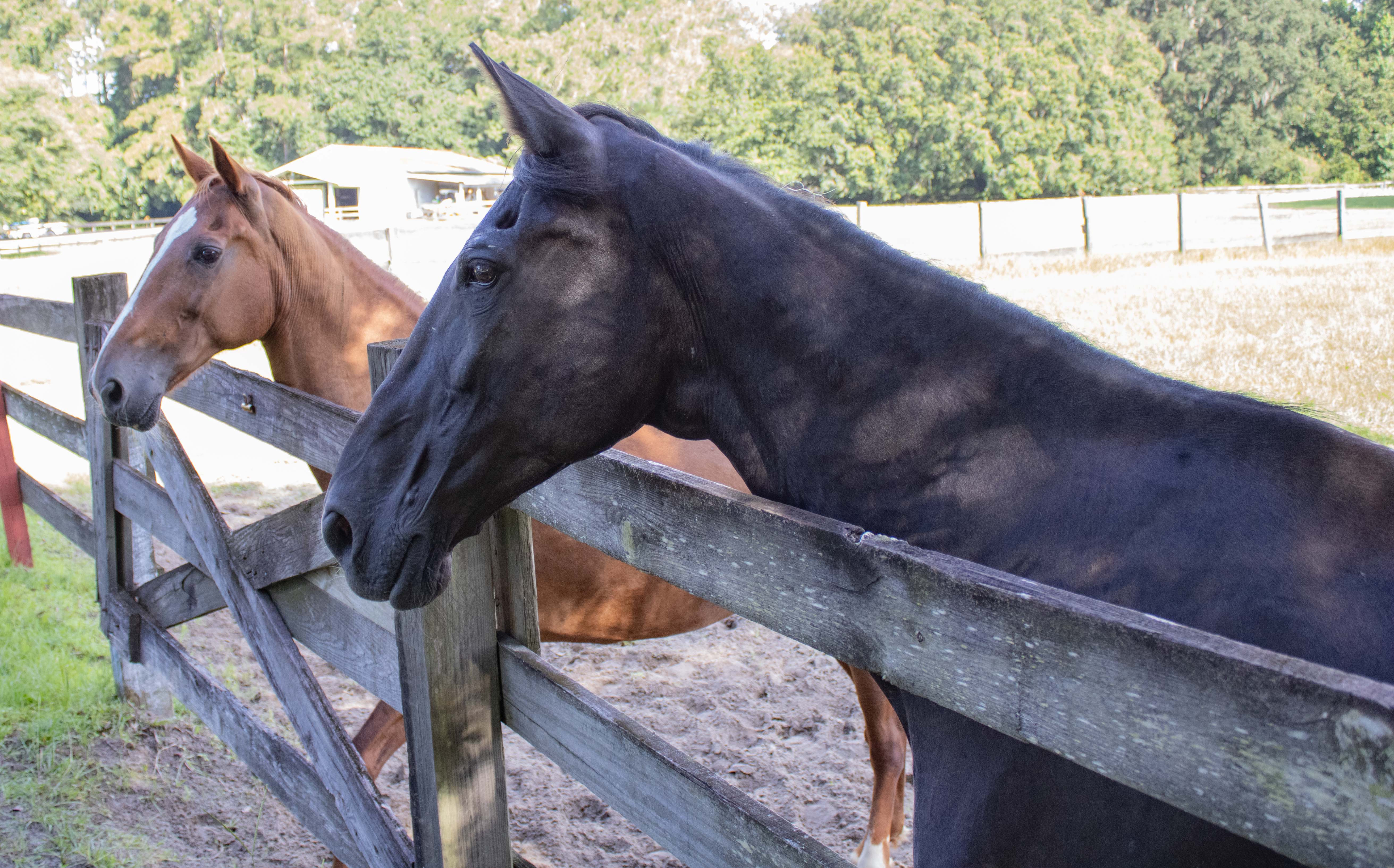 Retired horses Chaz and Red at Mill Creek Farm in Alachua