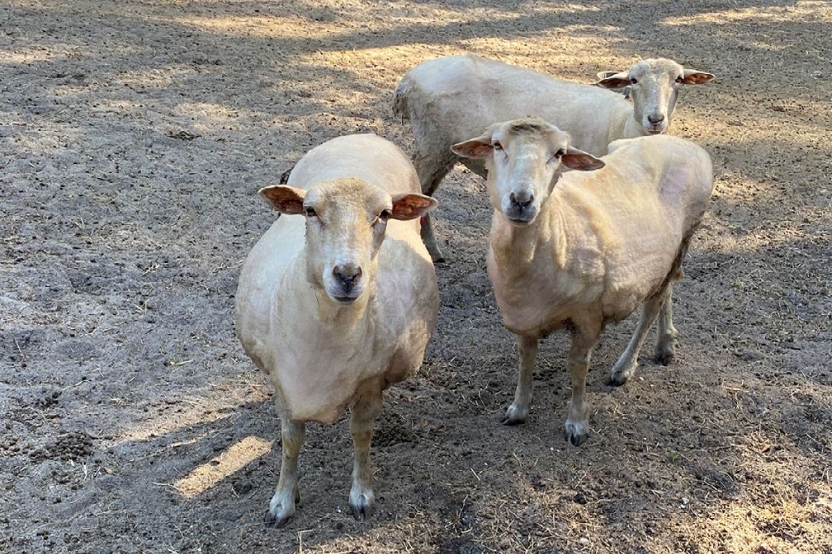 Newly sheared sheep at Morningside Nature Center