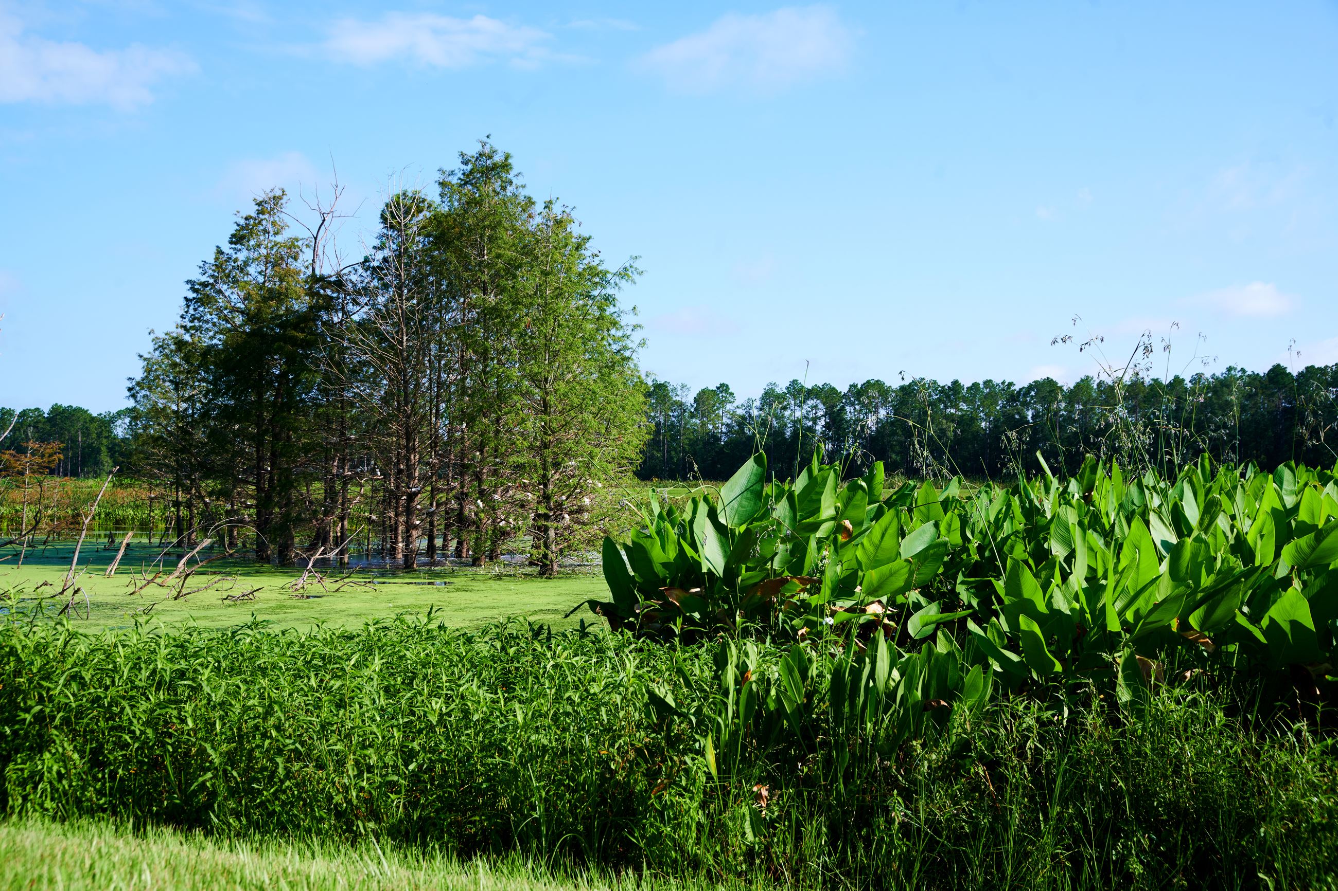 A lush green field with trees