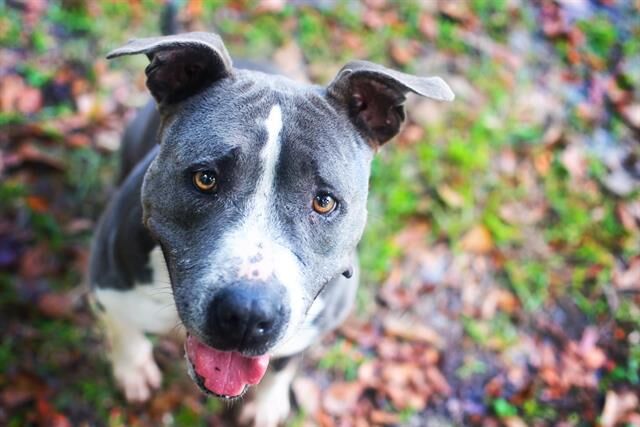 Rosa is a 7-year-old female dog up for adoption from Alachua County Animal Services