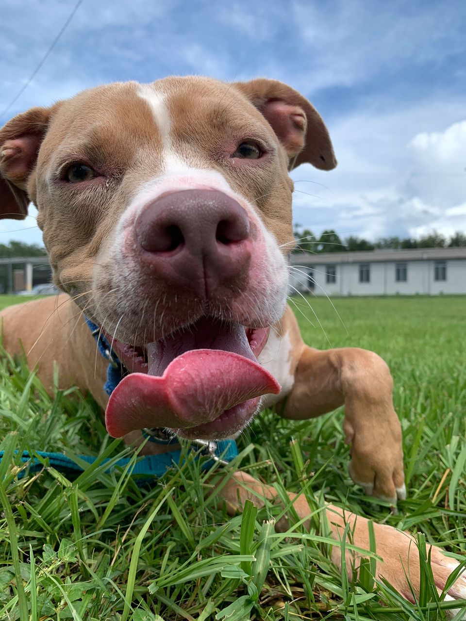 Kaine, a dog available for adoption through Alachua County Animal Services