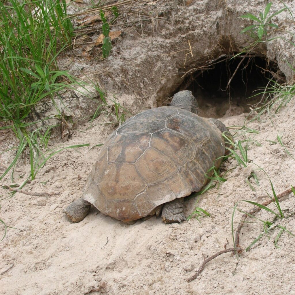Gopher tortoise
