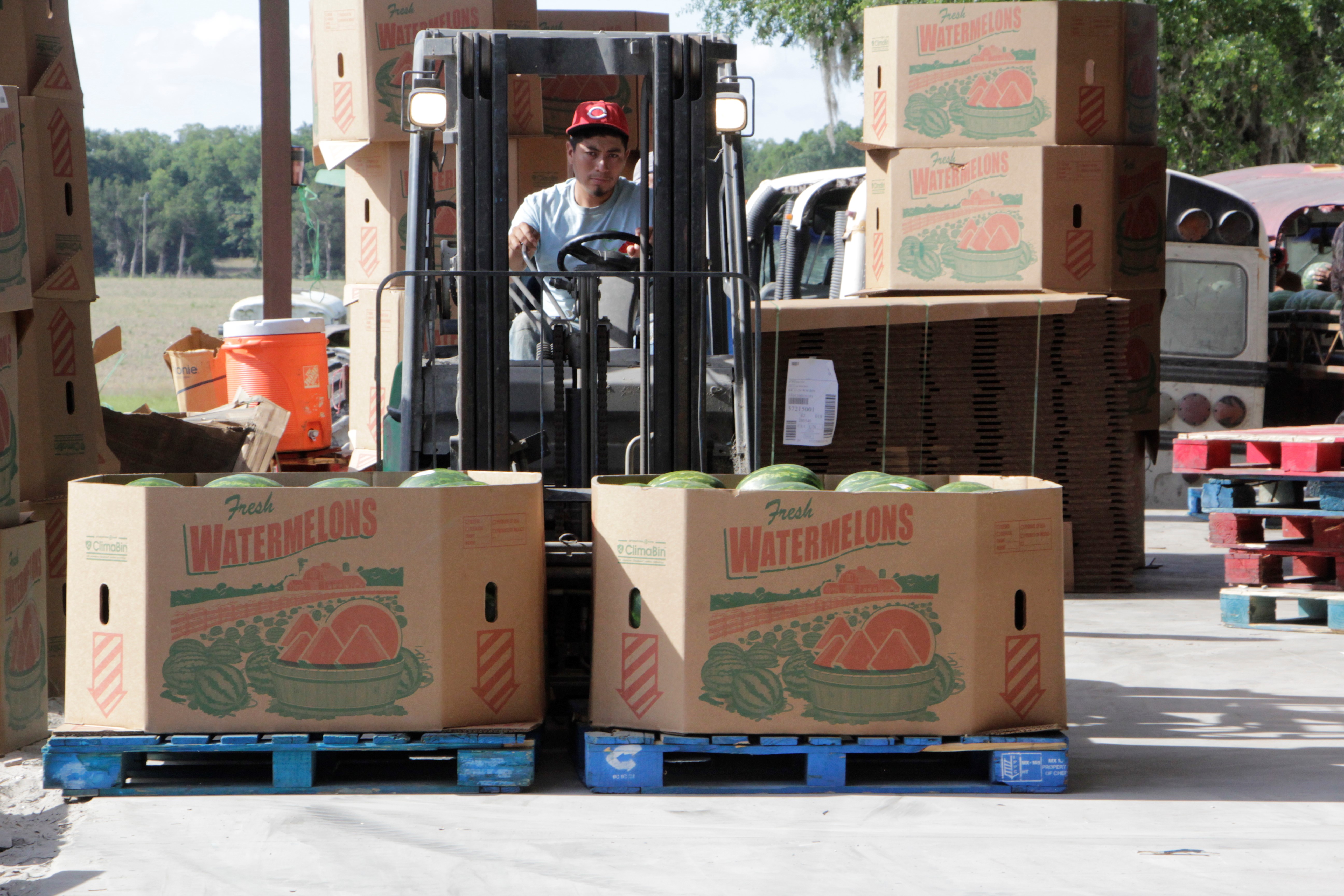 Forklift moves bins of watermelon to storage and shipping