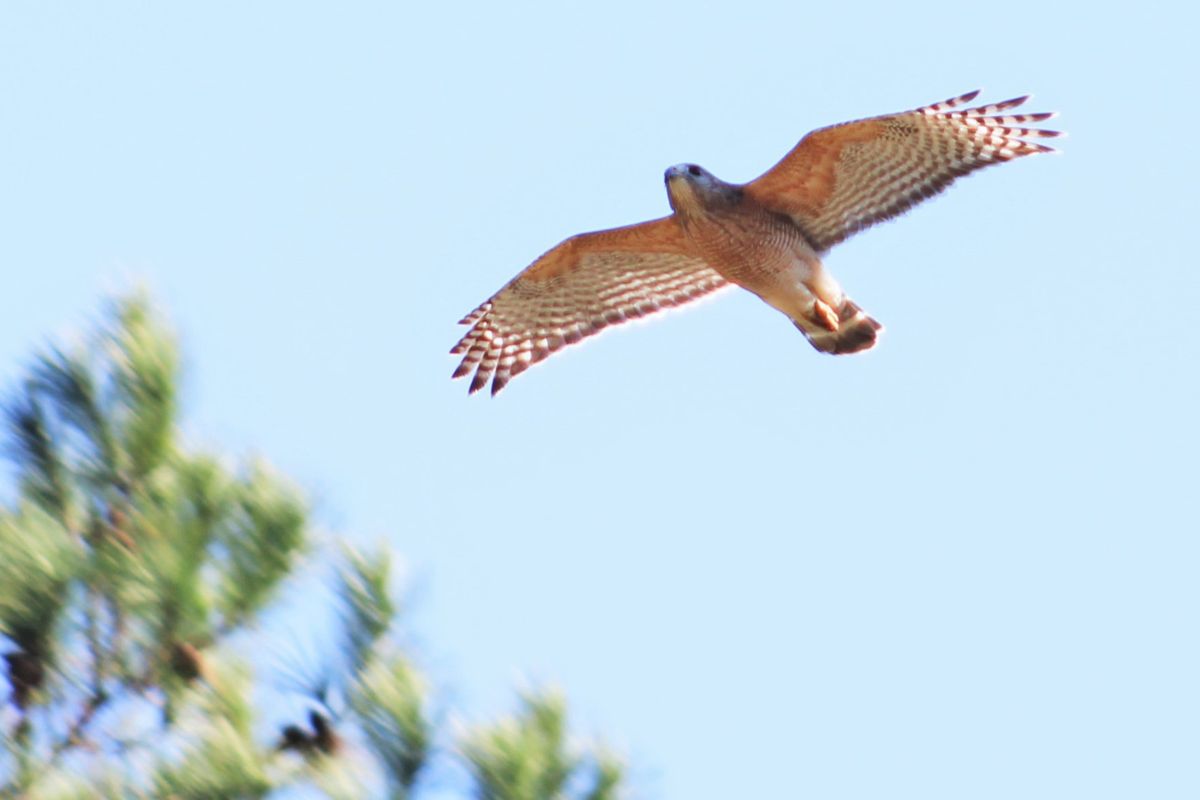 Red-shouldered Hawk at Chapman's Pond flying