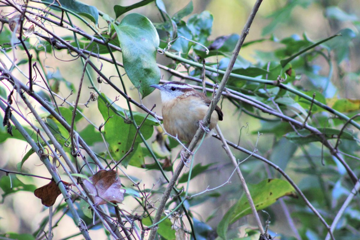 Carolina Wren at Chapman's Pond