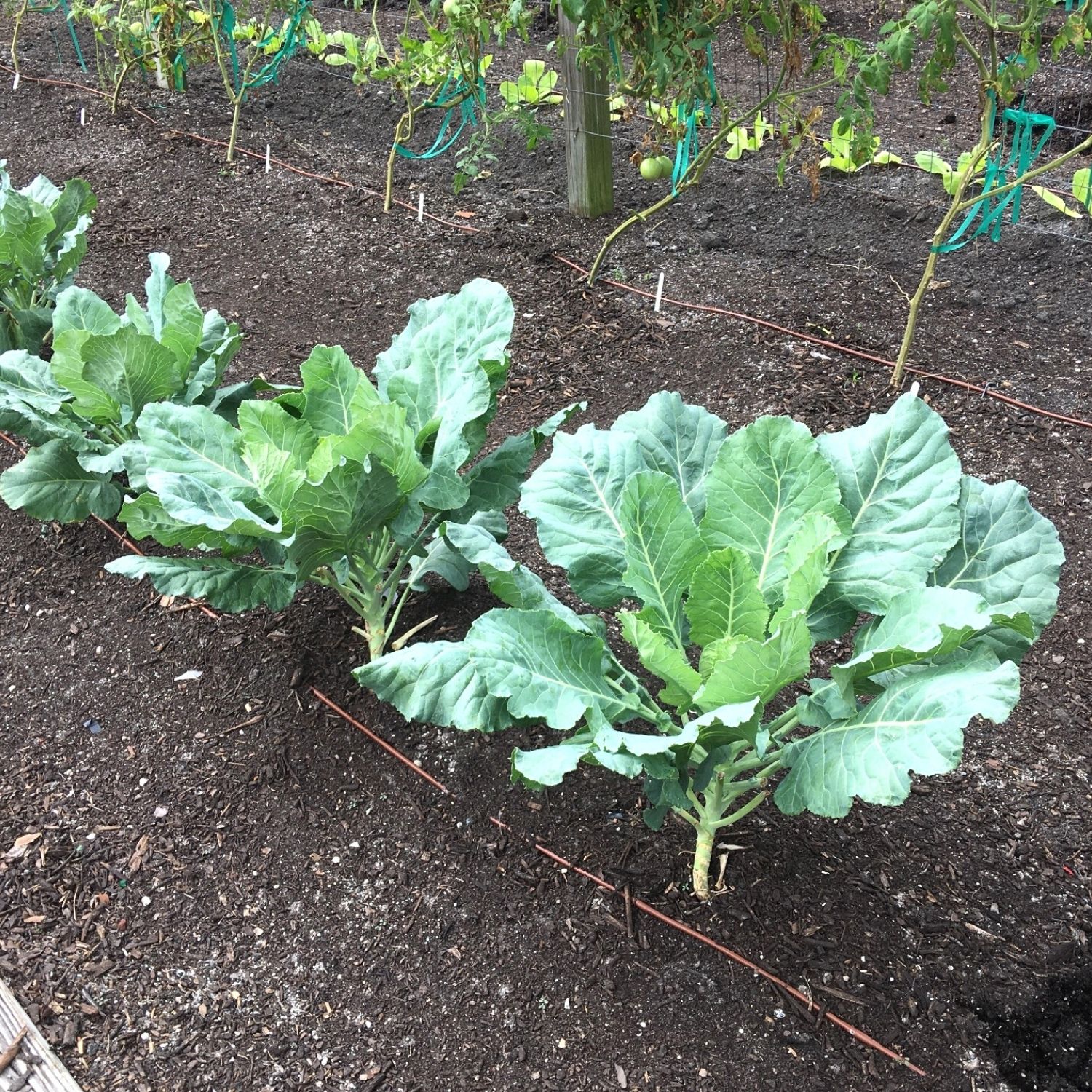 Collards on drip irrigation.