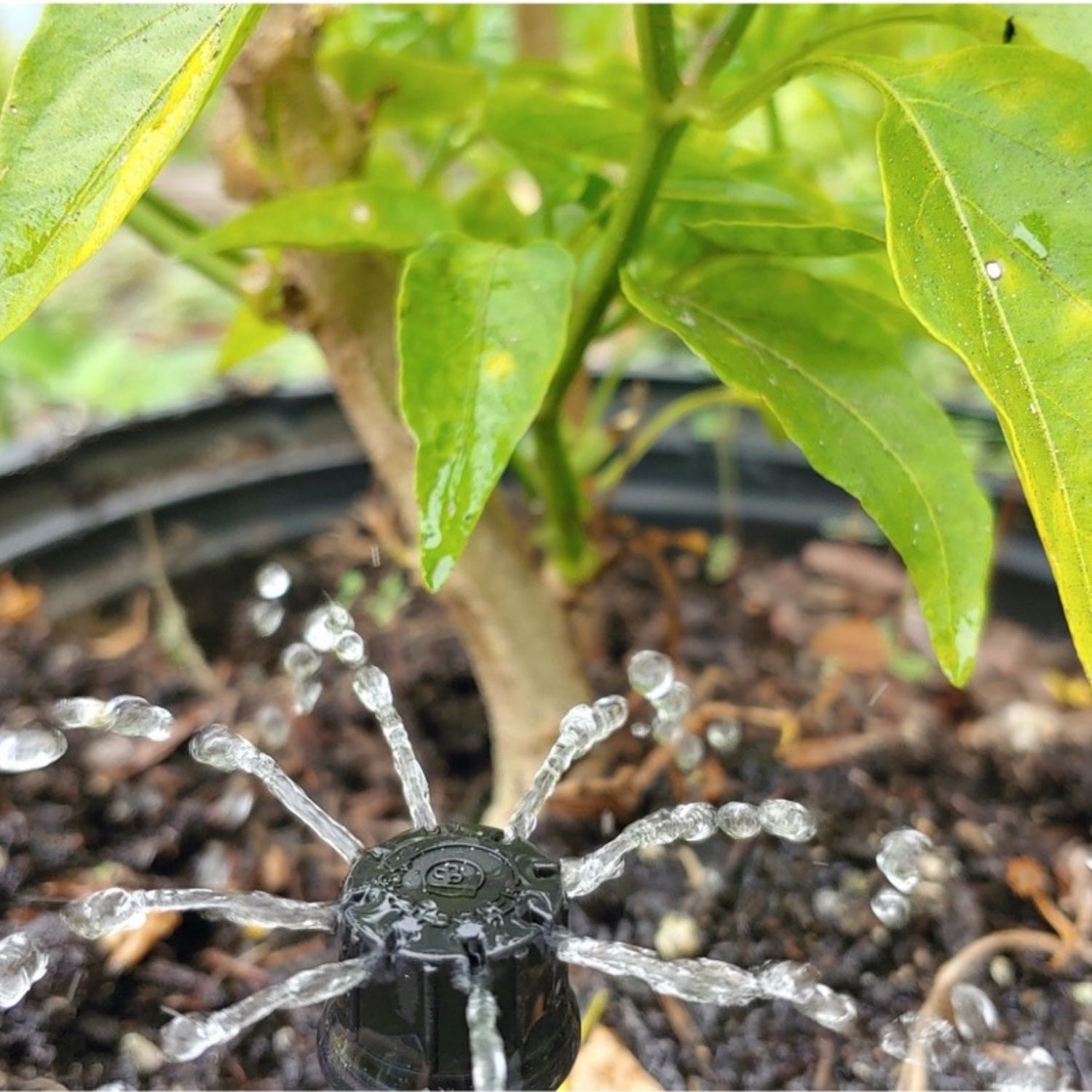 Bubbler with multi stream spray pattern watering a pepper plant