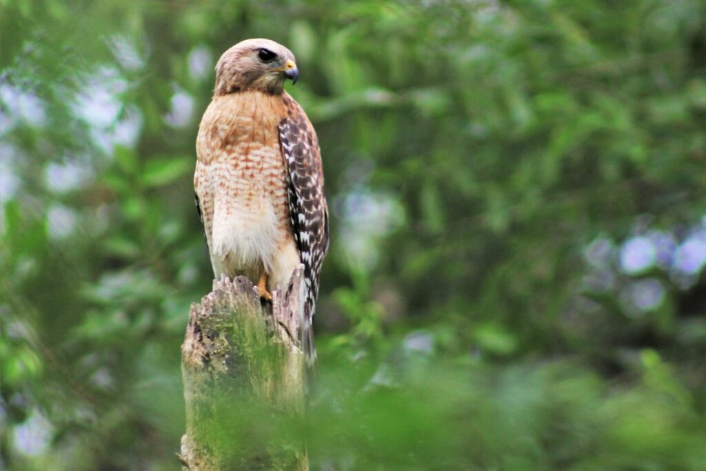 A Red-shouldered Hawk perched at Chapman's Pond.