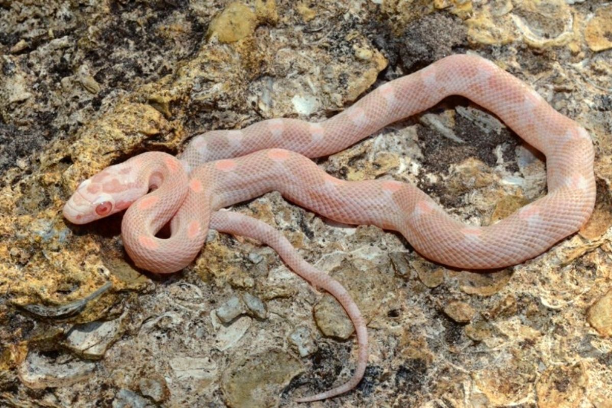 Baby “Coral Motley” Corn snake