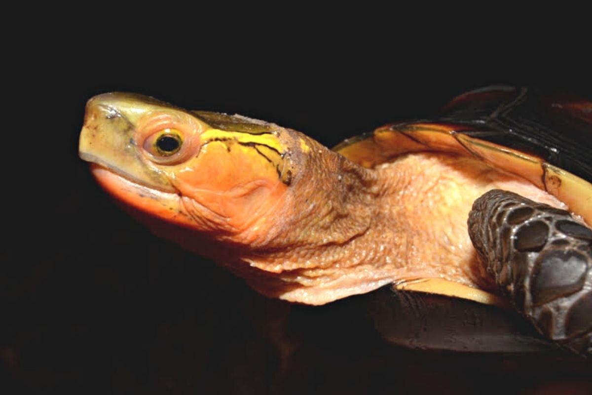 Yellow-marginated Box turtle