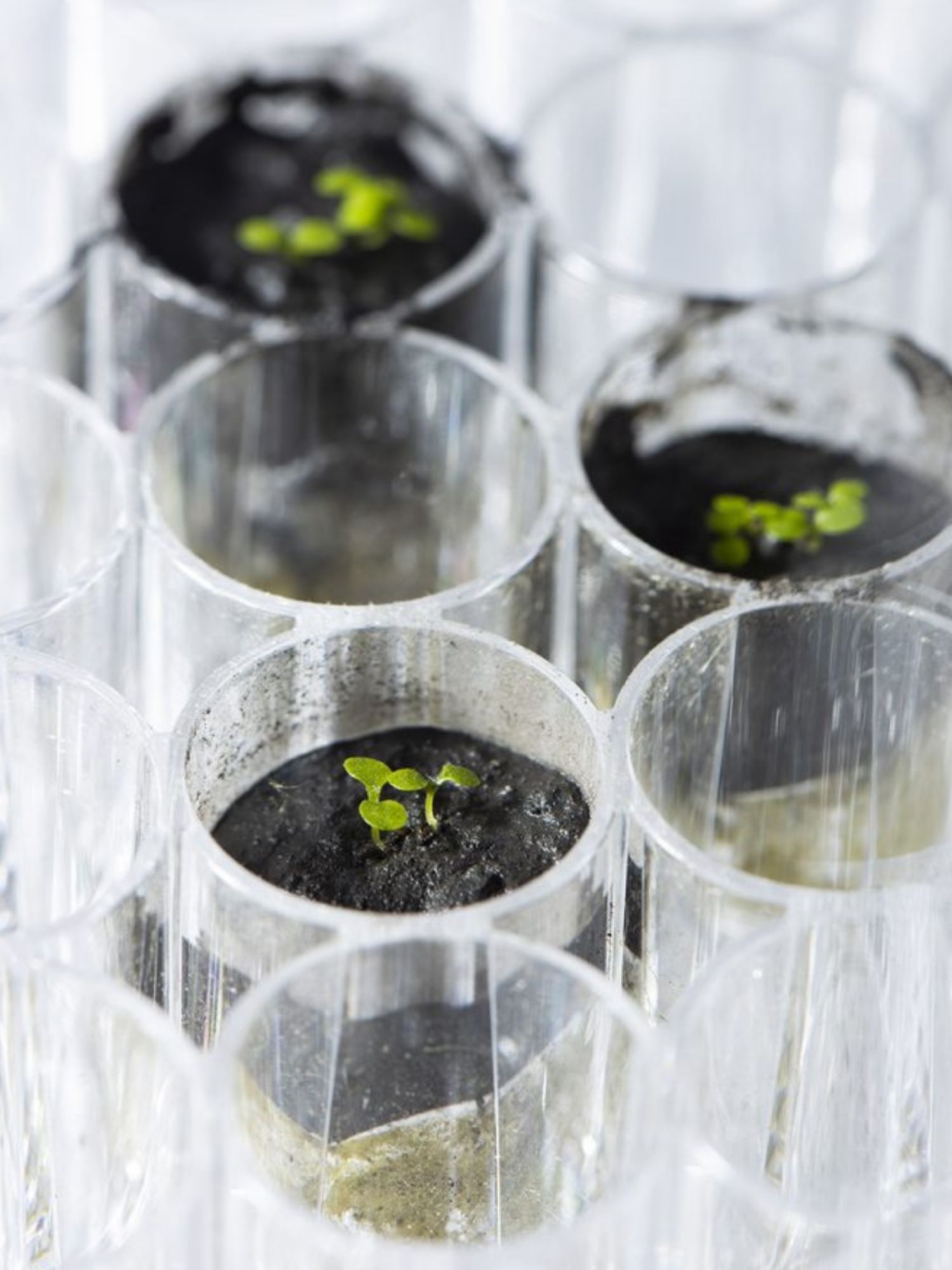 Arabidopsis plants sprouting from lunar soil