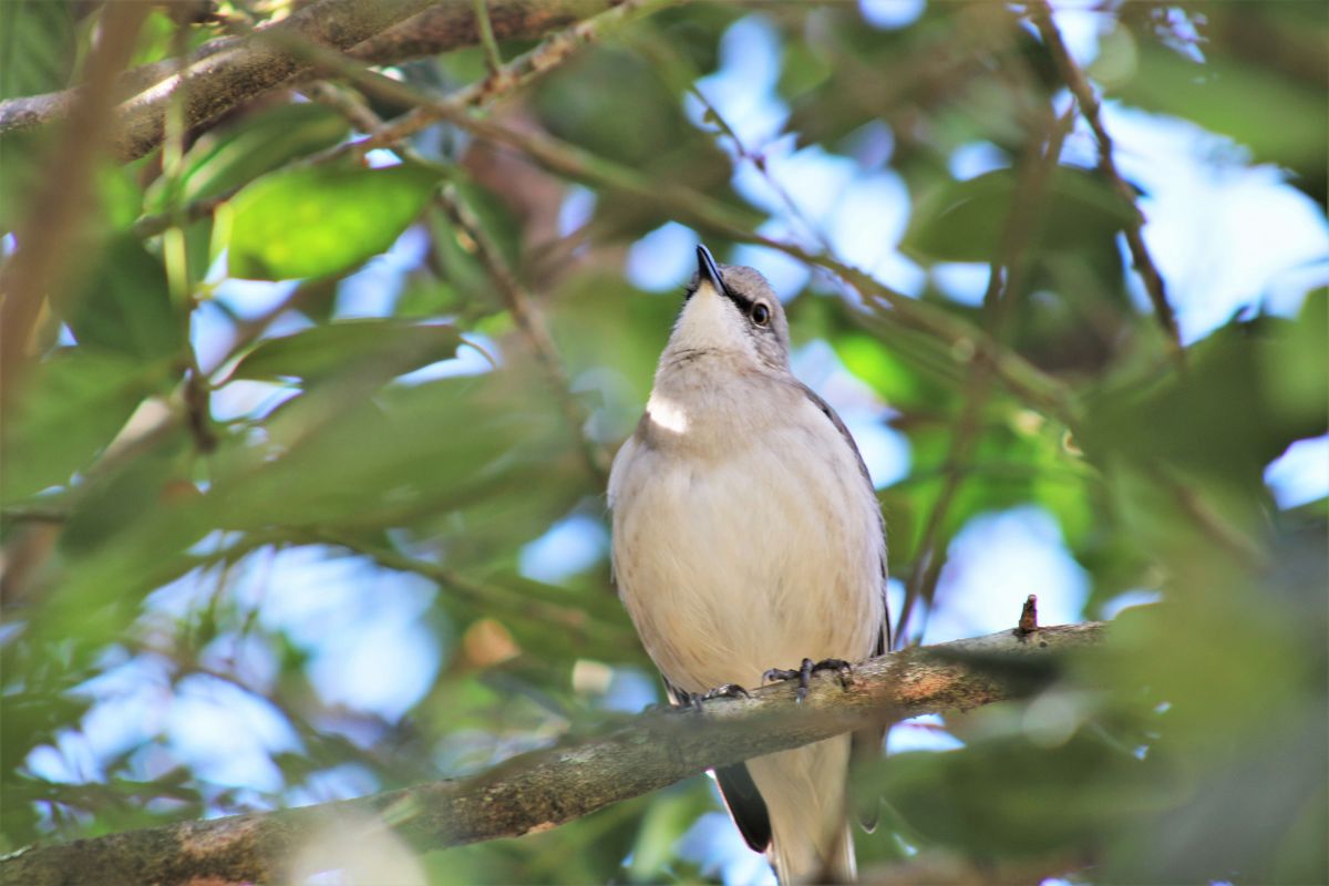 Northern Mockingbird at Chapman's Pond
