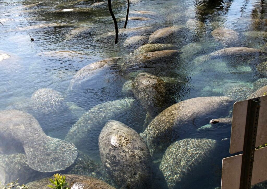 Group of manatee in a sanctuary.