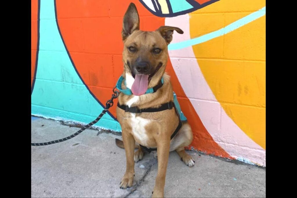 Dog sitting on front of wall