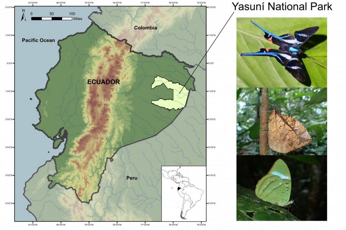 Yasuní encompasses more than 3,700 square miles
