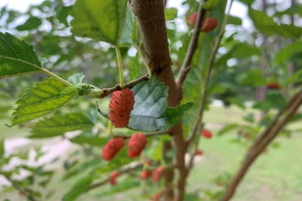 Everbearing Mulberry trees offer up fruit at Smokey Bear Park.