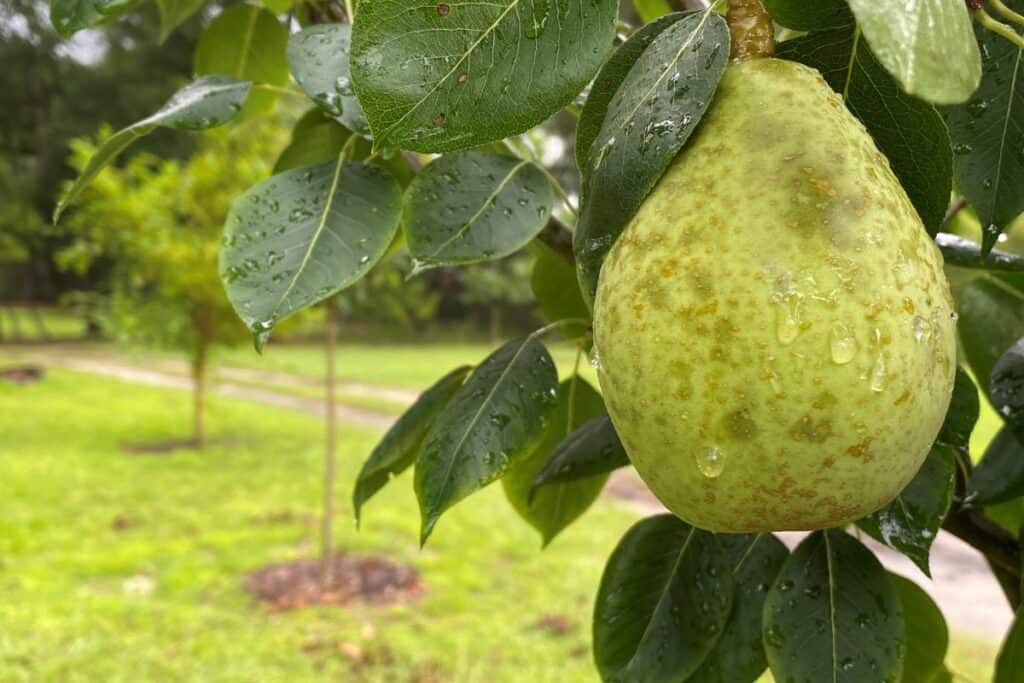 Fruit trees planted in the City of Gainesville's public parks are ready for harvest