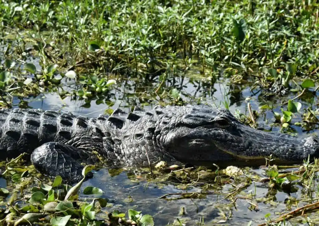 Alligator in water