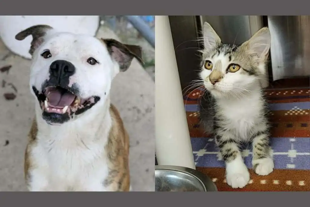 Tony the Tiger, left, and Birdie, right, entered Alachua County's animal shelter and were up for adoption as of Aug. 18.