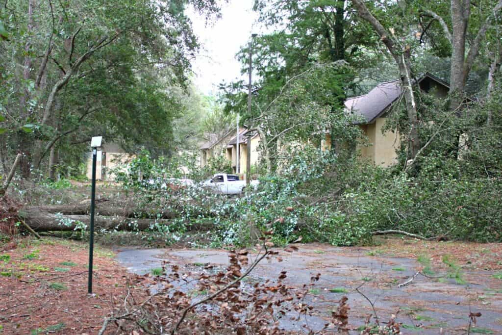 A tree fell in the Bellamy Forge neighborhood off 43rd Street in Gainesville.