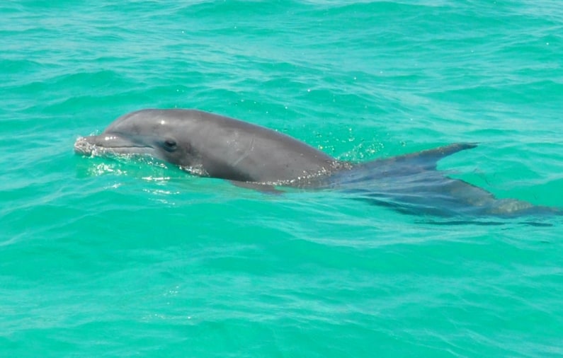 Detection of highly pathogenic avian influenza virus in a bottlenose dolphin