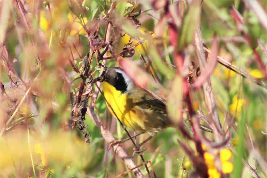A Common Yellowthroat at Barr Hammock South.