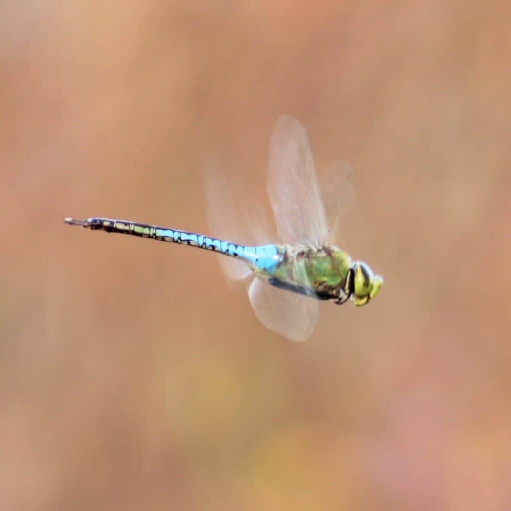 A dragonfly at Barr Hammock Preserve.