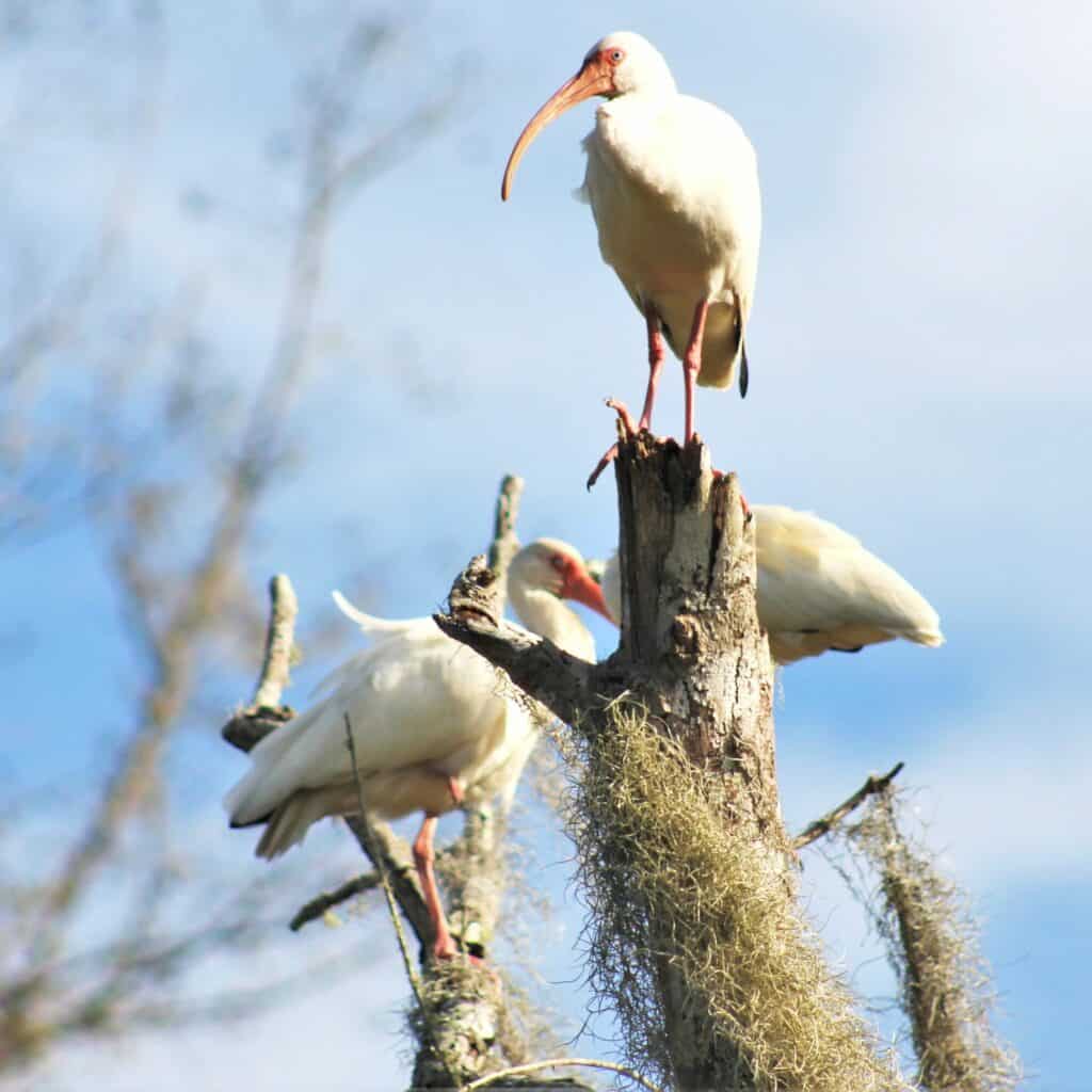 A trio of White Ibis perch at Barr Hammock Preserve.