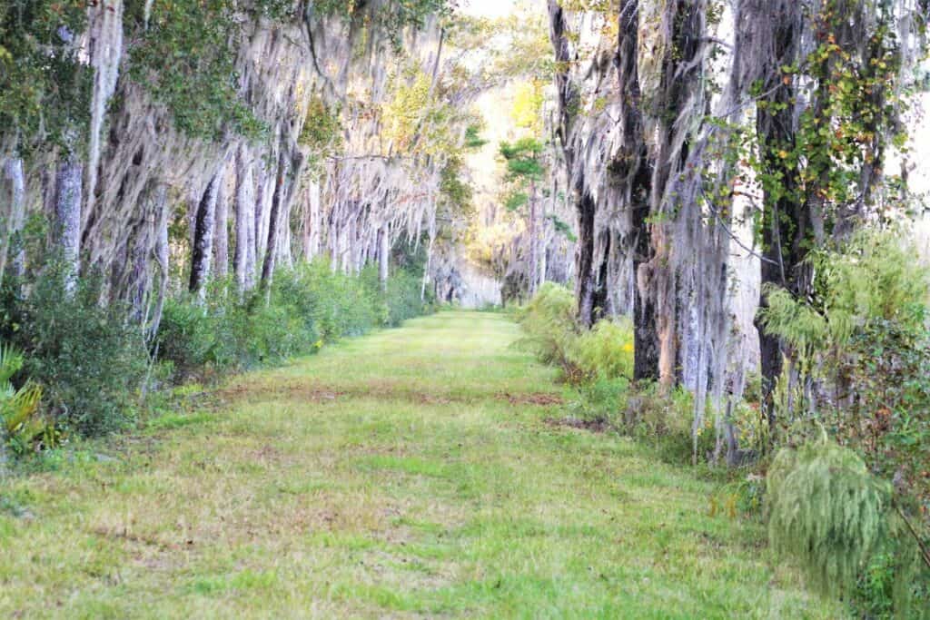 A wooded trail at Barr Hammock South.