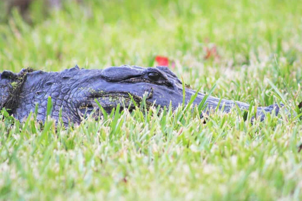 An alligator at Barr Hammock Preserve.