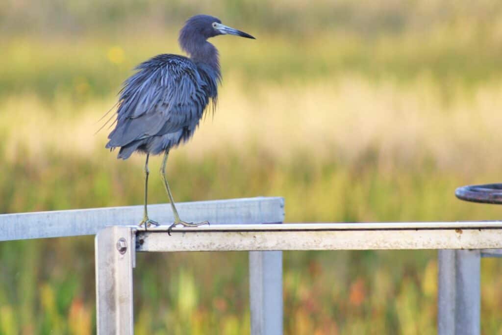 Herons are a few of the many varieties of bird found at Barr Hammock Preserve