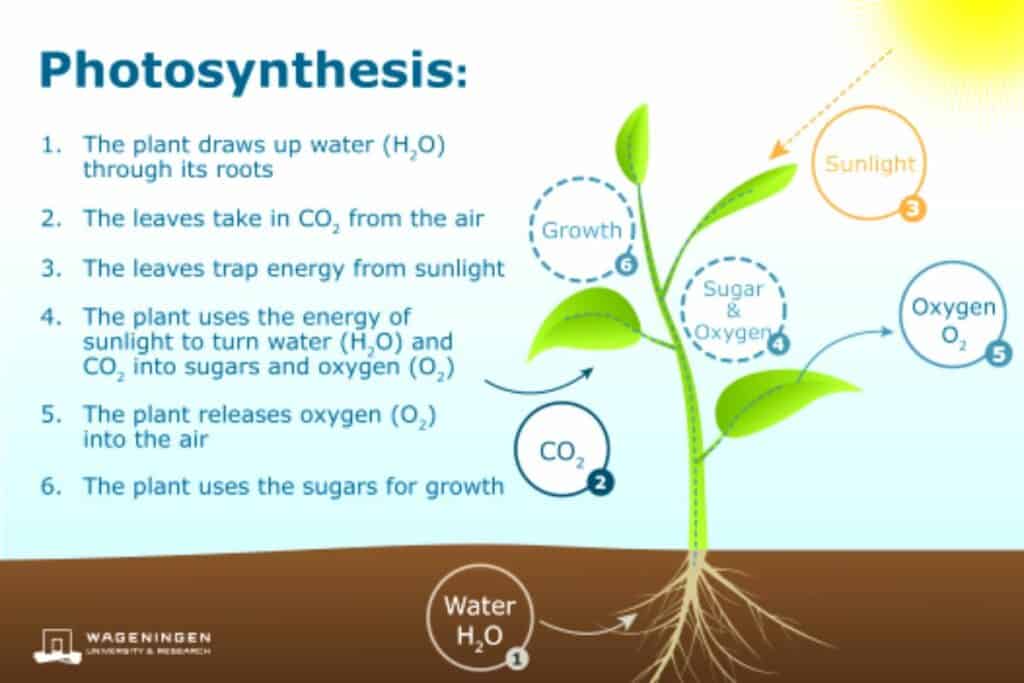 Photosynthesis chart.