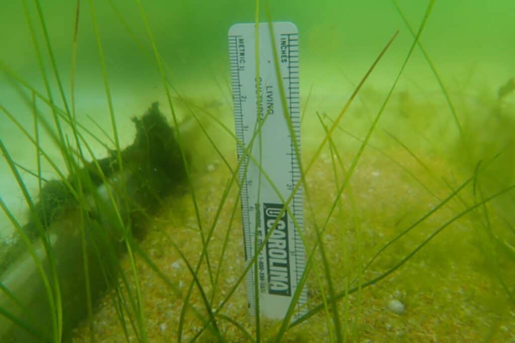 UF/IFAS researchers recently found that a wastewater byproduct called struvite -- a fertilizer that originates with human urine -- helped seagrass grow better.