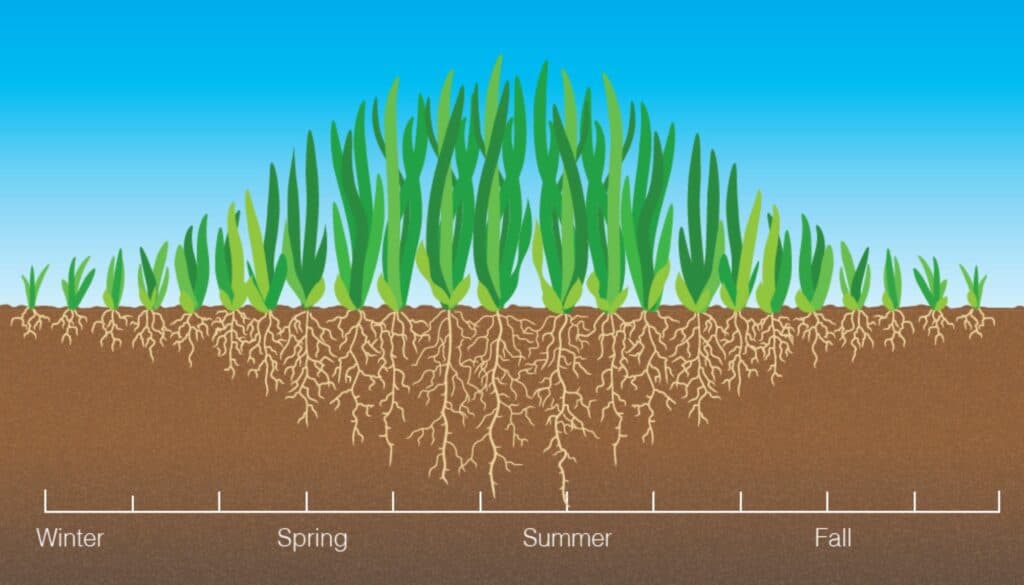 Warm season turfgrass growth curve.