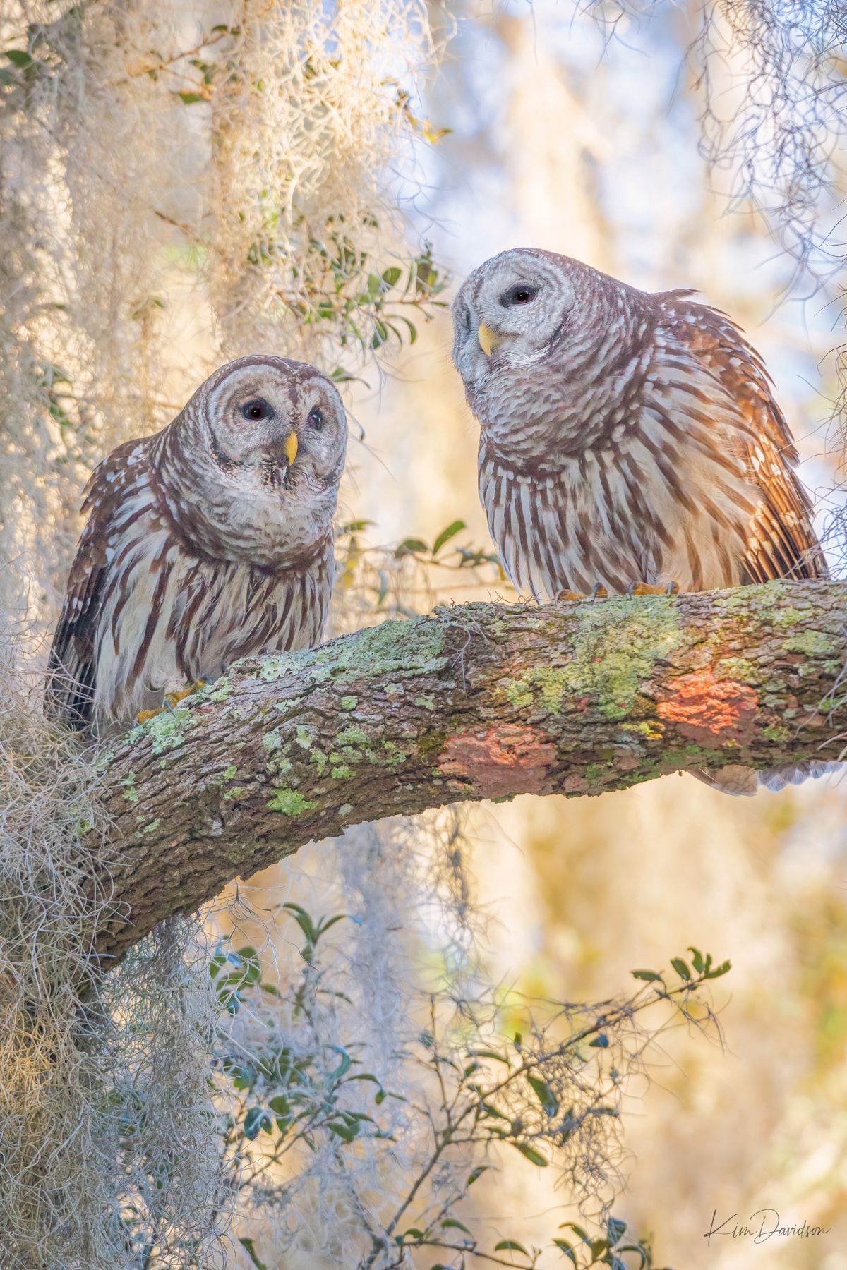 Barred owls
