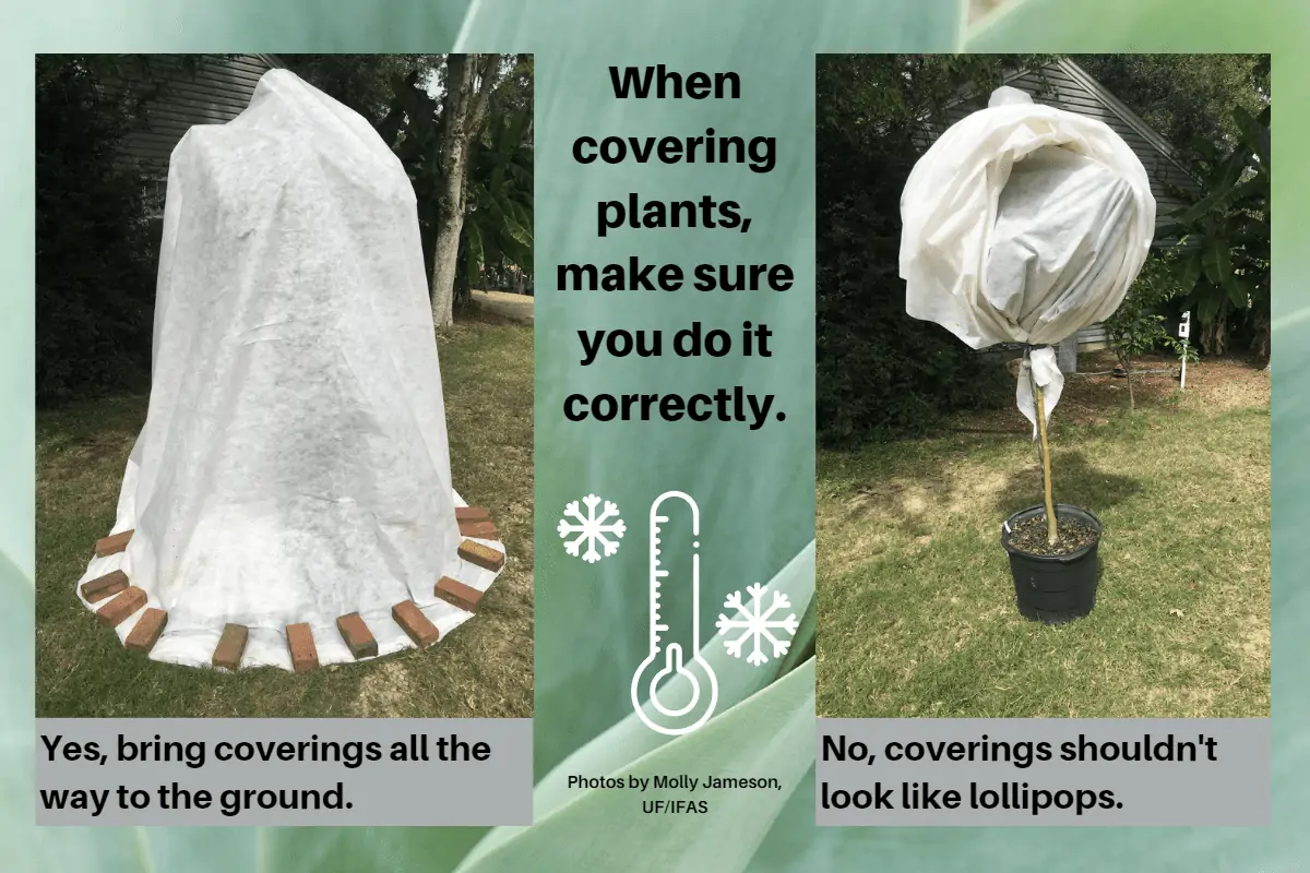 IFAS Only some plants need covering in cold