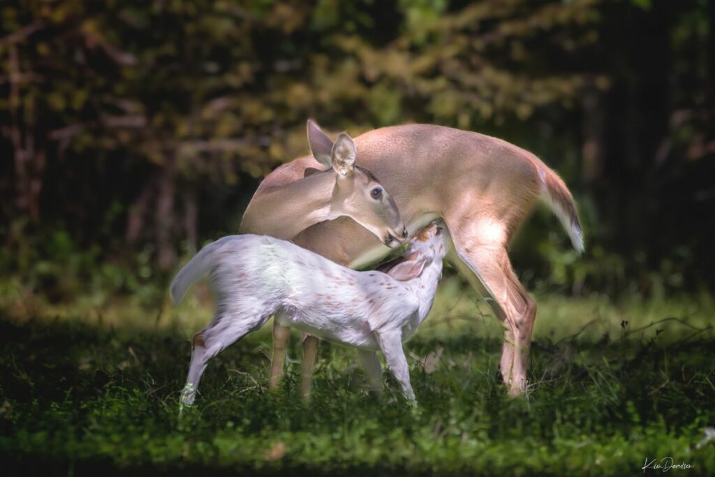 Nursing piebald deer