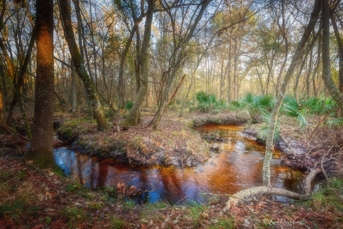 Santa Fe River Preserve