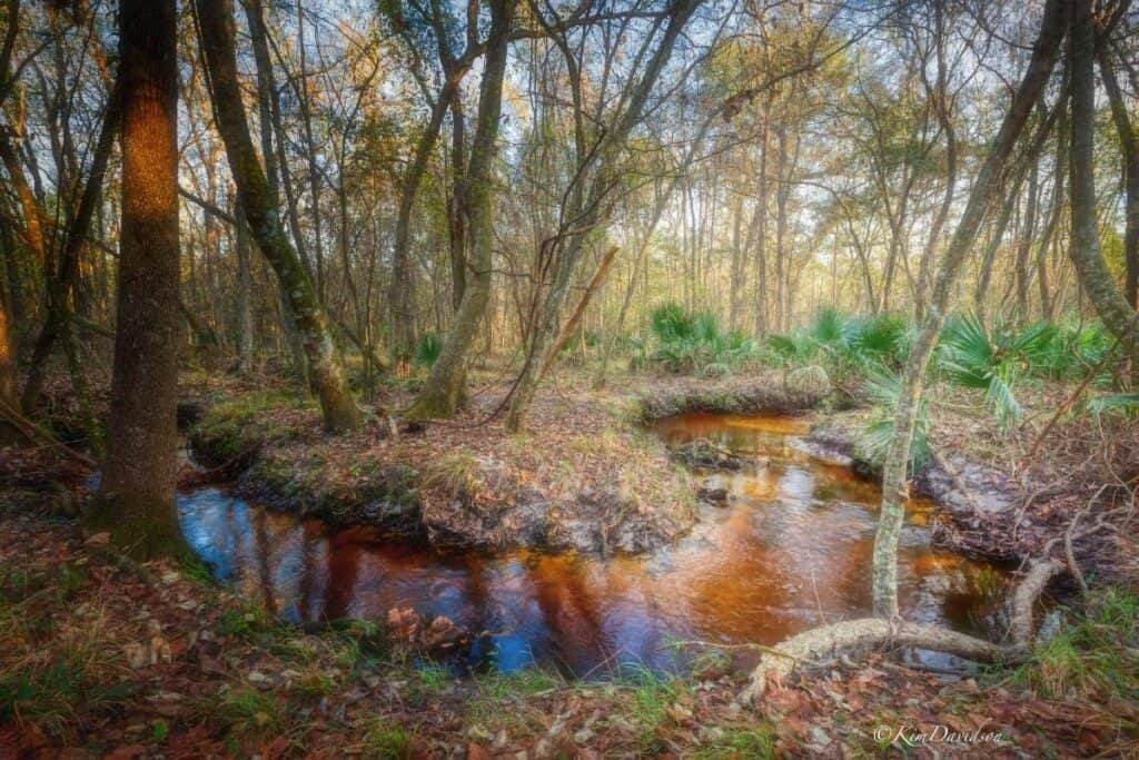 Santa Fe River Preserve