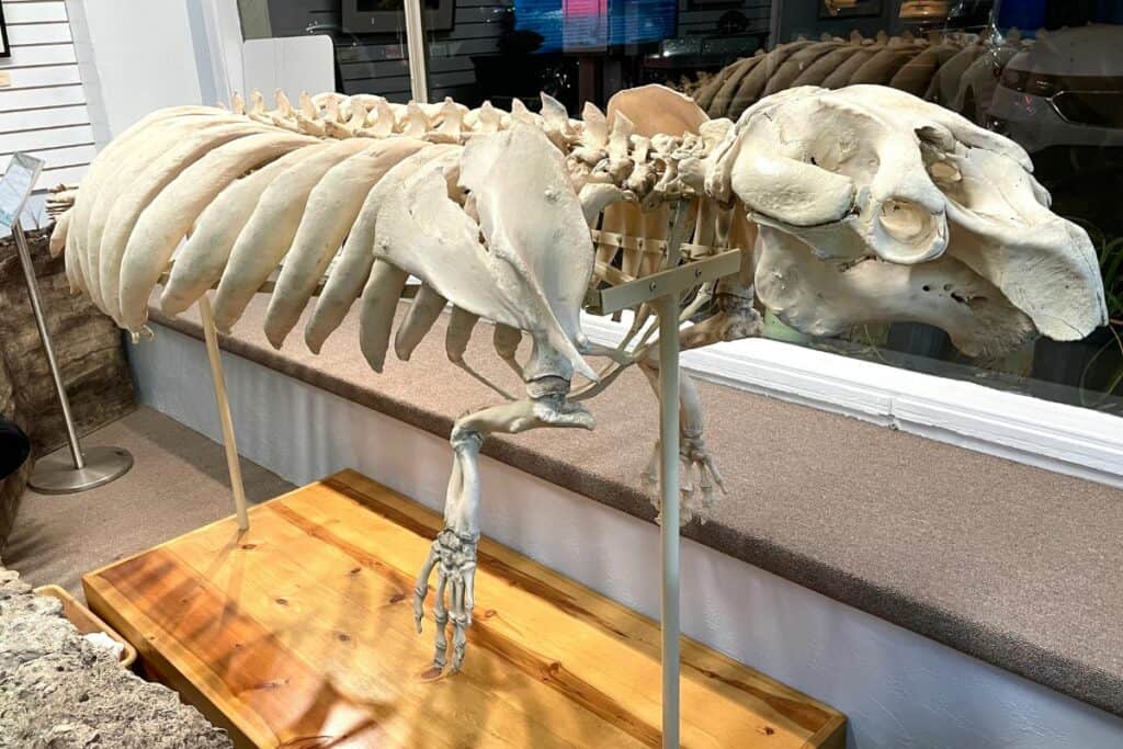 A 500-pound manatee skeleton on display at the Florida Springs Institute.