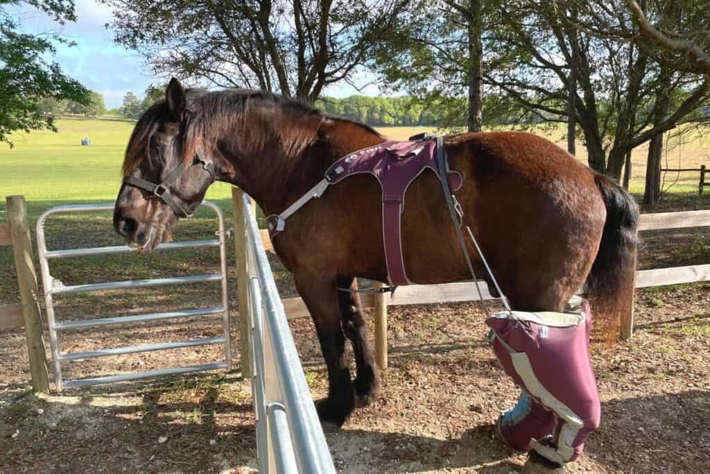 Tonka with his EQ Press device on his rear legs at Mill Creek Farm.